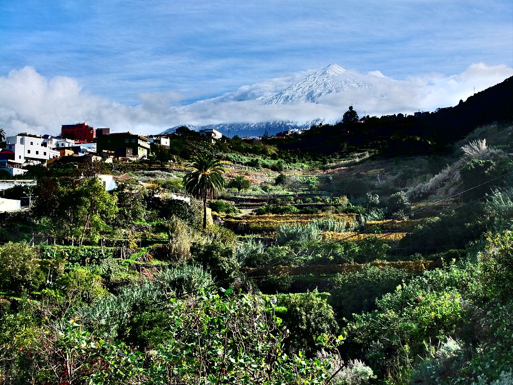 Icod de la Vinos