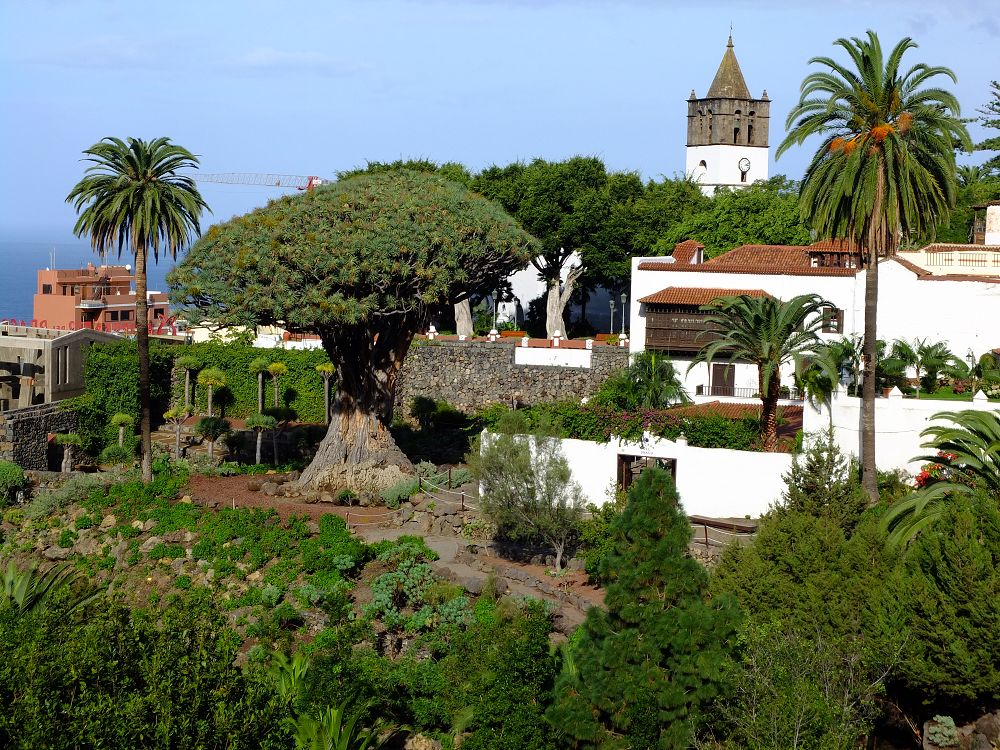 Icod de la Vinos