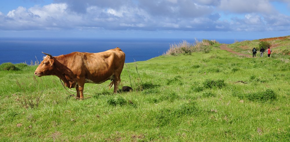 Ponta do Pargo