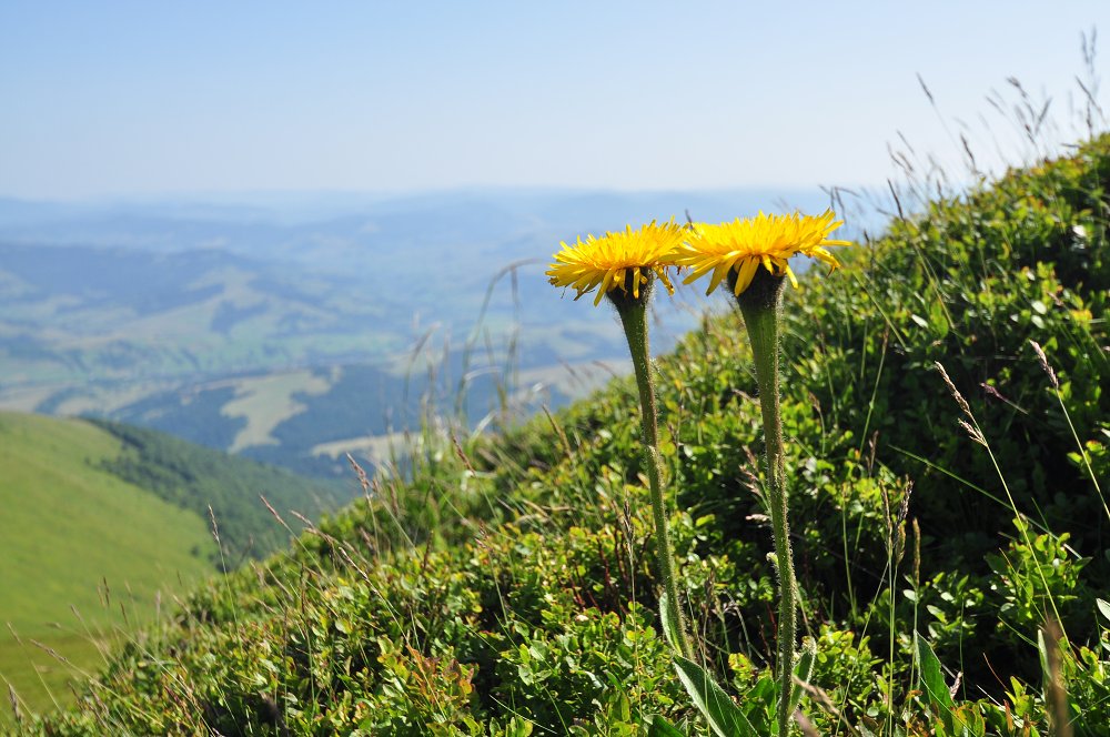 Boržava