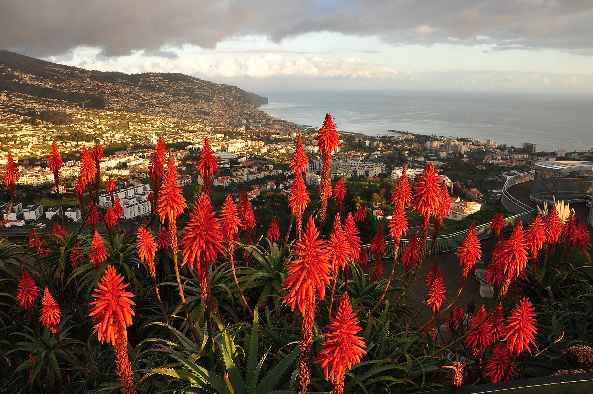 Funchal, Pico dos Barcelos