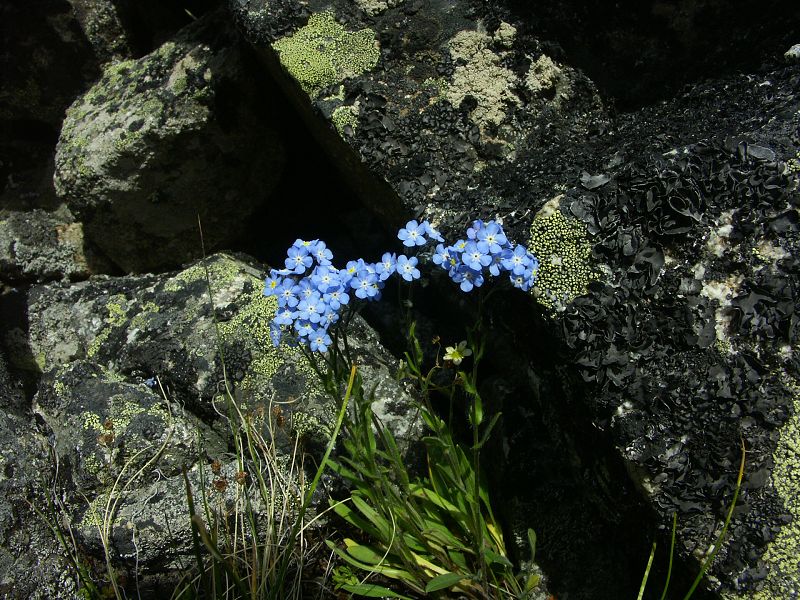 Kavkazsk kvtena